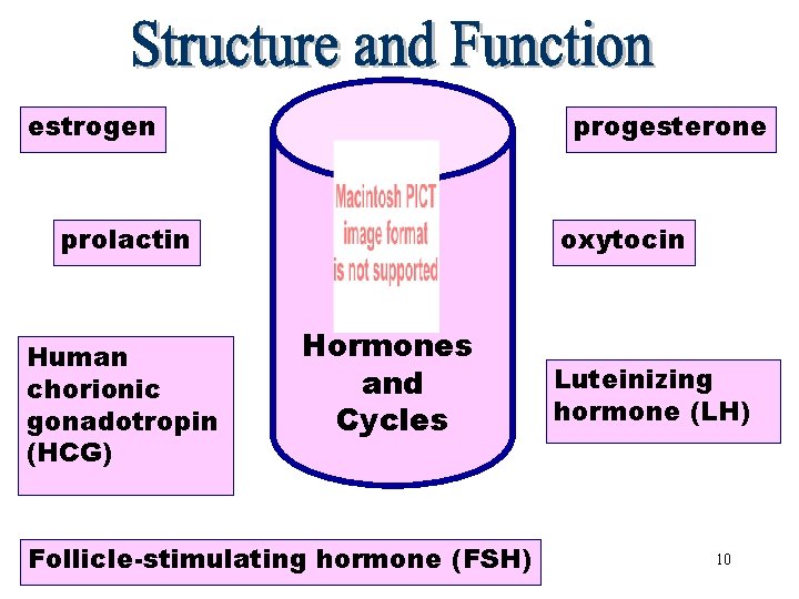 estrogen Hormones and Cycles progesterone prolactin Human chorionic gonadotropin (HCG) oxytocin Hormones and Cycles