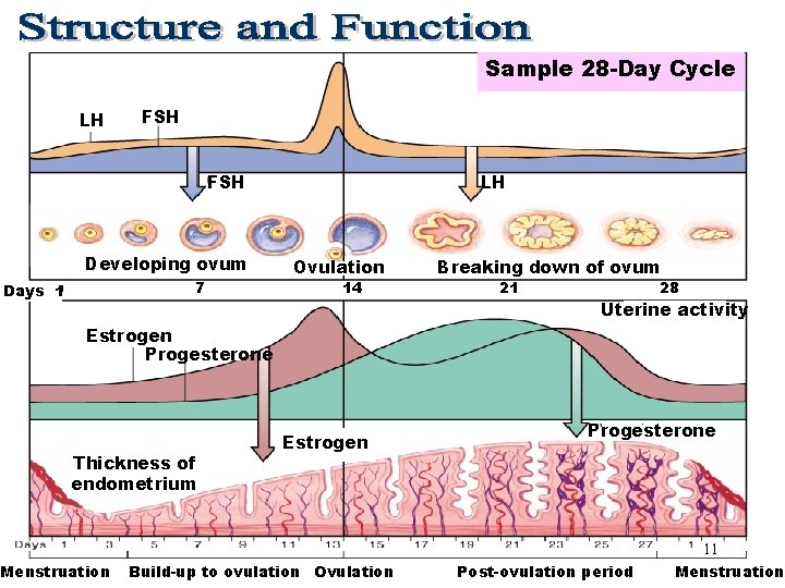 Sample 28 -Day Cycle LH FSH Sample 28 -Day Cycle FSH Developing ovum 7