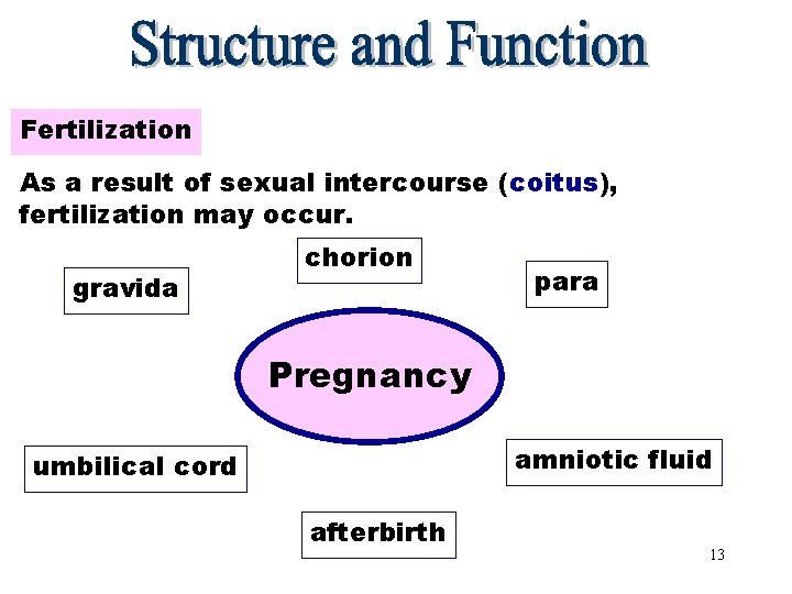 Fertilization As a result of sexual intercourse (coitus), fertilization may occur. gravida chorion para