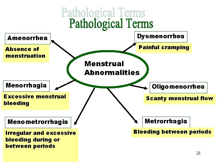 Pathological Terms Part 2 Dysmenorrhea Absence of menstruation Menorrhagia Excessive menstrual bleeding Menometrorrhagia Irregular