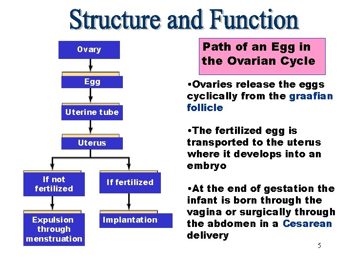 Path of an Path Eggof an Egg in Ovary the Ovarian Cycle Egg Uterine