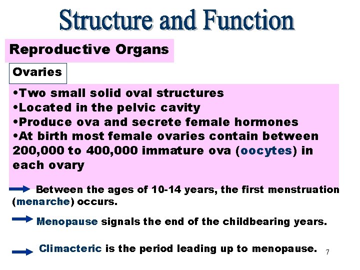 Reproductive Organs Ovaries • Two small solid oval structures • Located in the pelvic