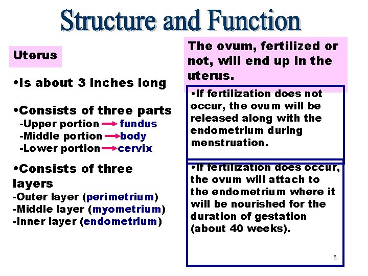 The ovum, fertilized or Uterus not, will end up in the Uterus • Is