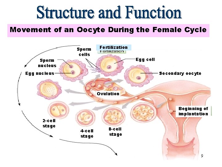 Movement of an Oocyte During the Female Cycle Sperm nucleus Sperm cells Fertilization Egg
