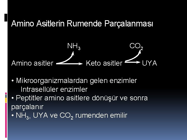 Amino Asitlerin Rumende Parçalanması NH 3 Amino asitler CO 2 Keto asitler UYA •