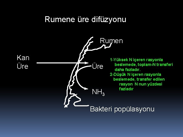 Rumene üre difüzyonu Rumen Kan Üre NH 3 1 -Yüksek N içeren rasyonla beslemede,