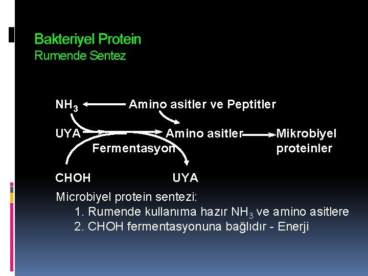 Bakteriyel Protein Rumende Sentez NH 3 UYA CHOH Amino asitler ve Peptitler Amino asitler