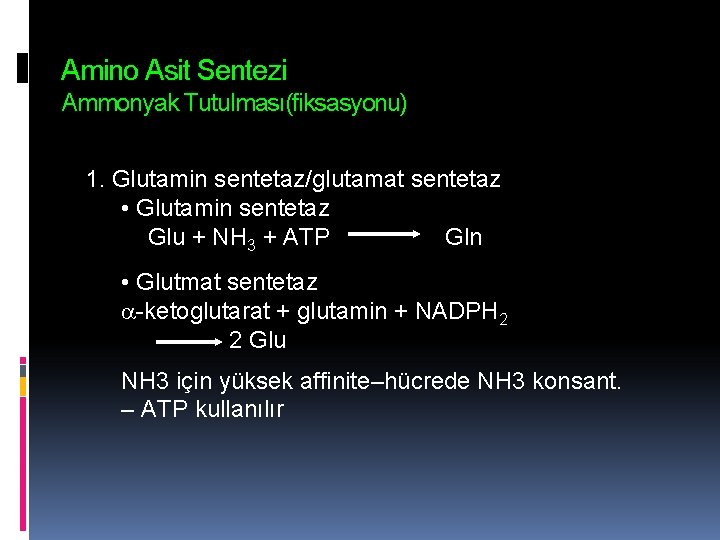 Amino Asit Sentezi Ammonyak Tutulması(fiksasyonu) 1. Glutamin sentetaz/glutamat sentetaz • Glutamin sentetaz Glu +