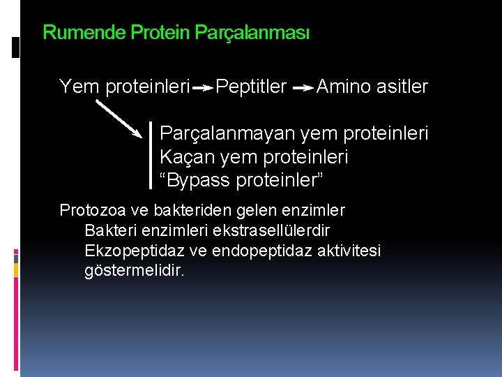 Rumende Protein Parçalanması Yem proteinleri Peptitler Amino asitler Parçalanmayan yem proteinleri Kaçan yem proteinleri