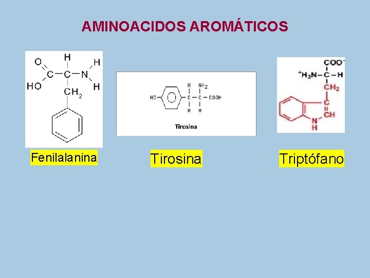 AMINOACIDOS AROMÁTICOS Fenilalanina Tirosina Triptófano 