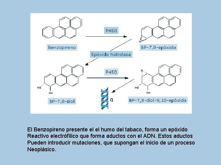 El Benzopireno presente el el humo del tabaco, forma un epóxido Reactivo electrófílico que