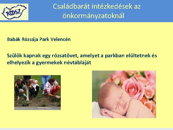 Családbarát intézkedések az önkormányzatoknál Babák Rózsája Park Velencén Szülők kapnak egy rózsatövet, amelyet a