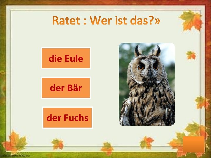 die Eule der Bär der Fuchs 