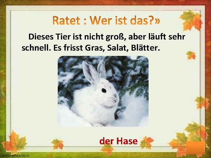 Dieses Tier ist nicht groß, aber läuft sehr schnell. Es frisst Gras, Salat, Blätter.