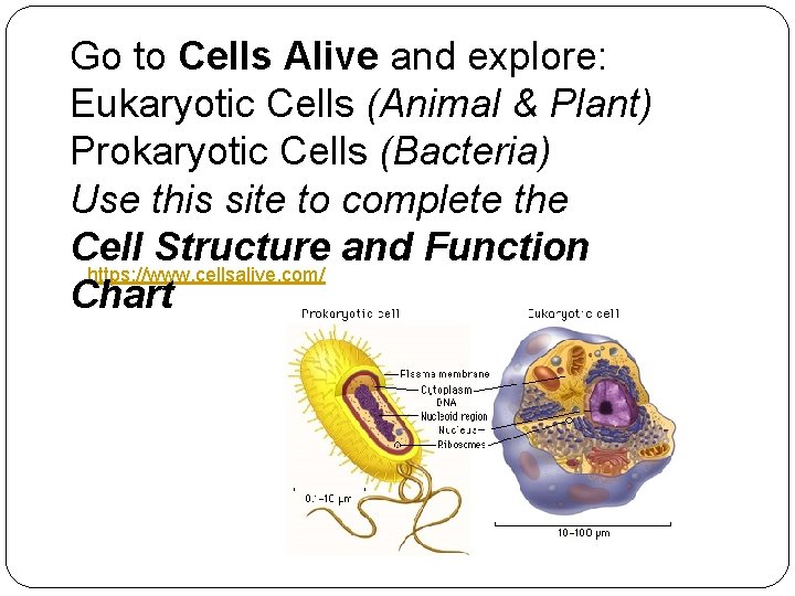 Go to Cells Alive and explore: Eukaryotic Cells (Animal & Plant) Prokaryotic Cells (Bacteria)