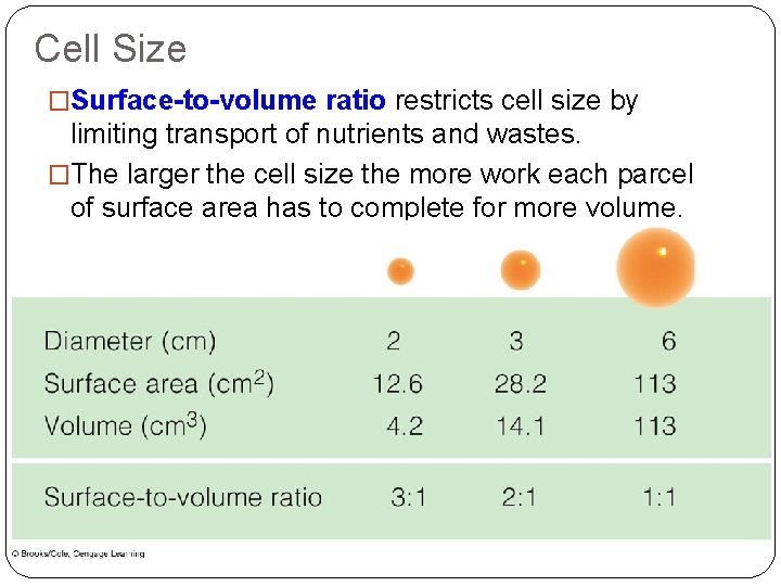 Cell Size �Surface-to-volume ratio restricts cell size by limiting transport of nutrients and wastes.