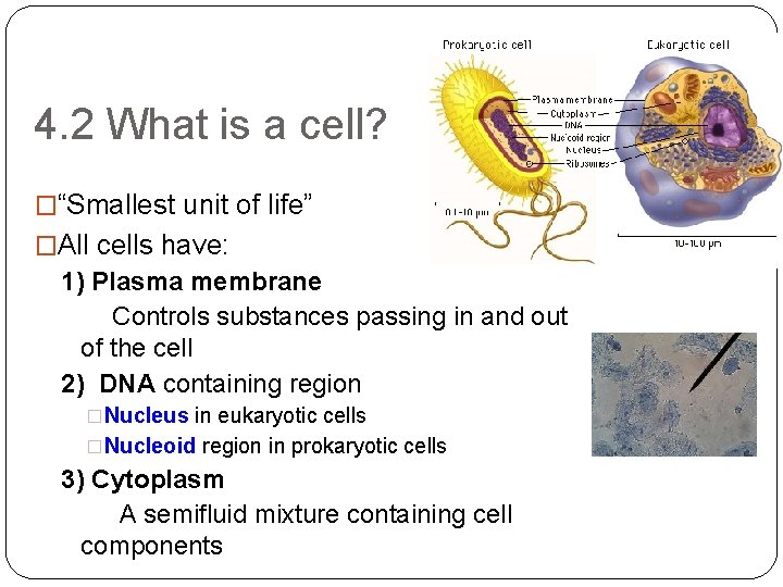 4. 2 What is a cell? �“Smallest unit of life” �All cells have: 1)