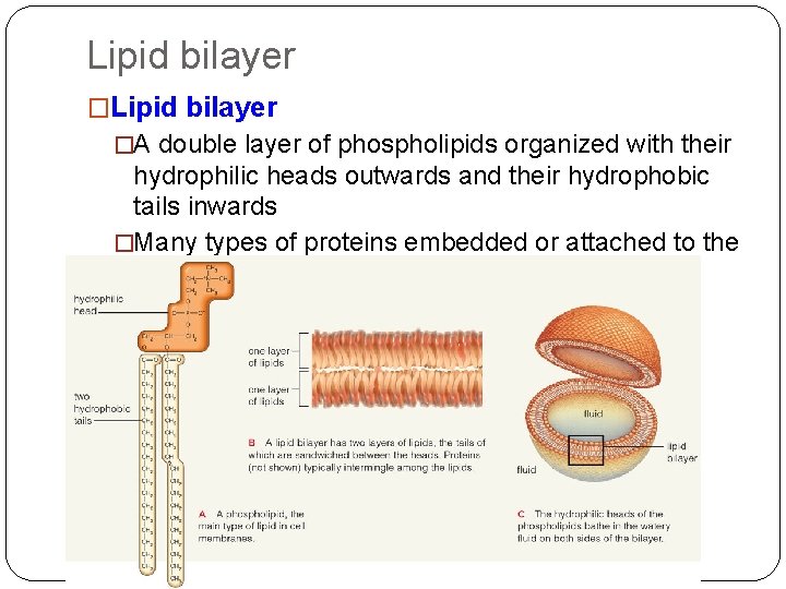 Lipid bilayer �A double layer of phospholipids organized with their hydrophilic heads outwards and