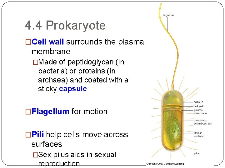 4. 4 Prokaryote �Cell wall surrounds the plasma membrane �Made of peptidoglycan (in bacteria)