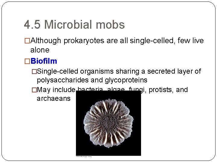 4. 5 Microbial mobs �Although prokaryotes are all single-celled, few live alone �Biofilm �Single-celled