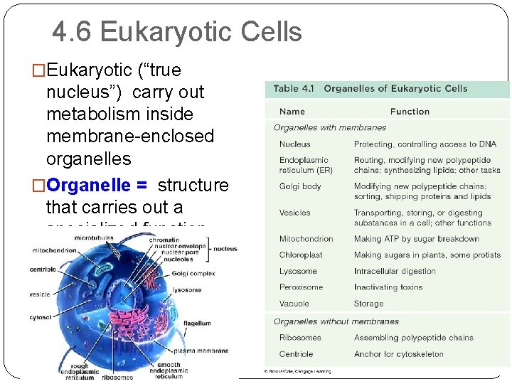 4. 6 Eukaryotic Cells �Eukaryotic (“true nucleus”) carry out metabolism inside membrane-enclosed organelles �Organelle