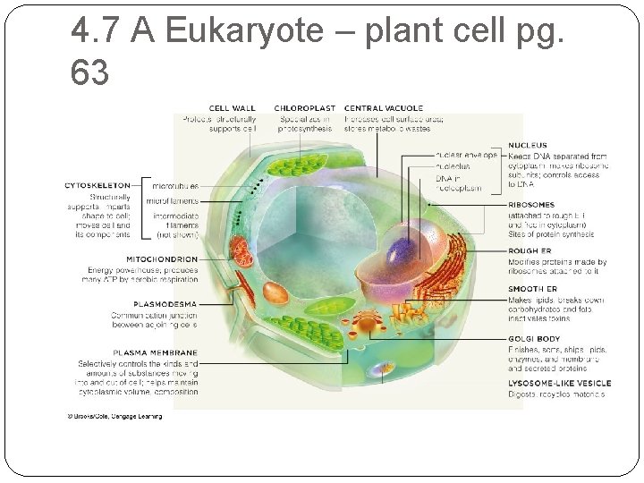 4. 7 A Eukaryote – plant cell pg. 63 