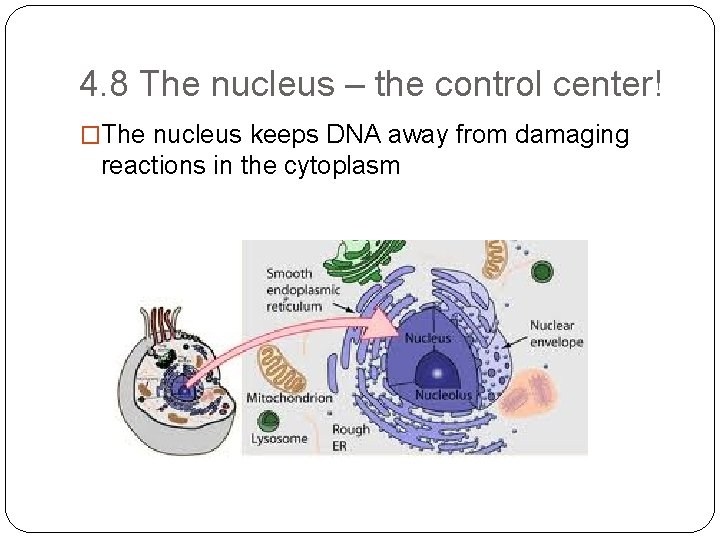 4. 8 The nucleus – the control center! �The nucleus keeps DNA away from