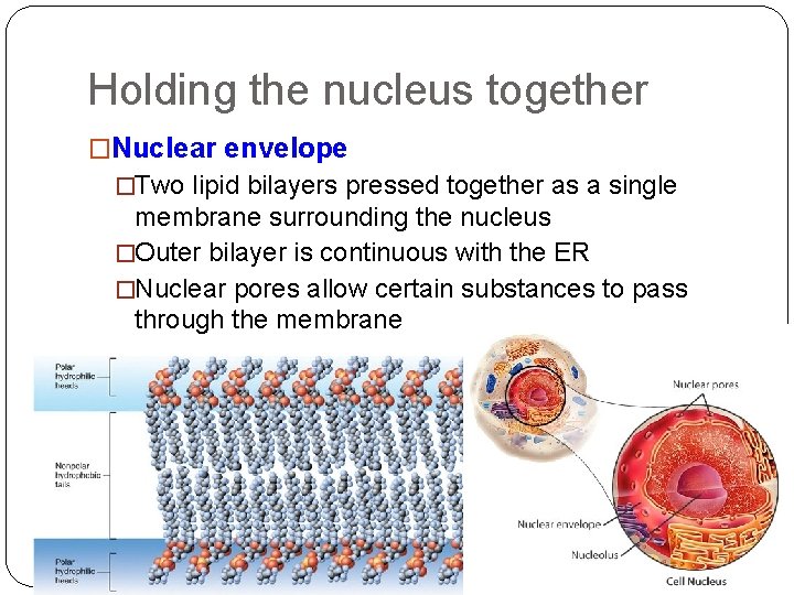 Holding the nucleus together �Nuclear envelope �Two lipid bilayers pressed together as a single