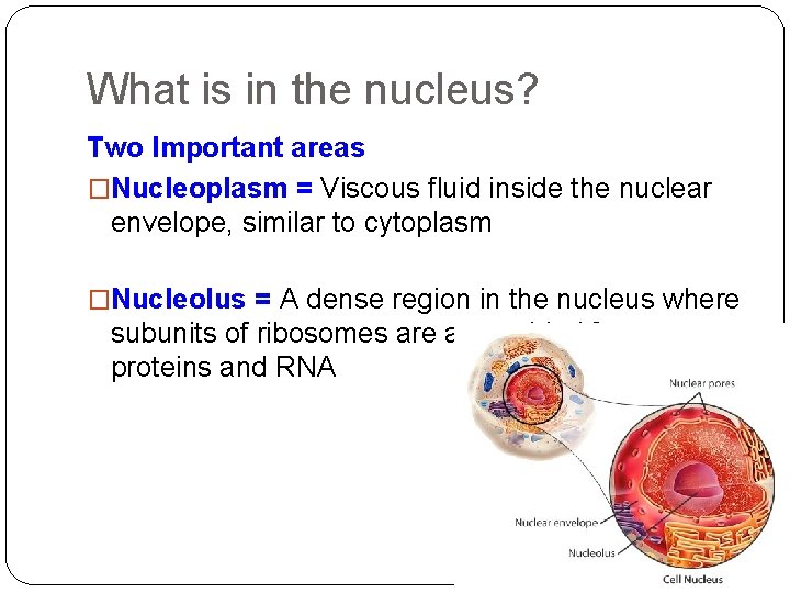 What is in the nucleus? Two Important areas �Nucleoplasm = Viscous fluid inside the