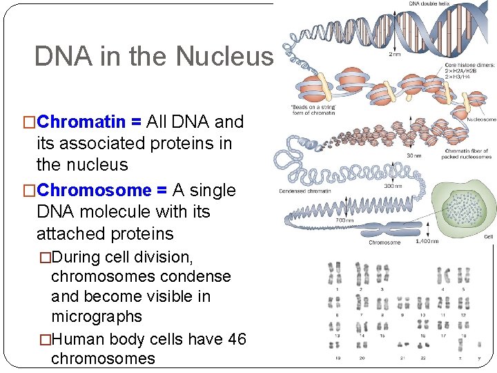 DNA in the Nucleus �Chromatin = All DNA and its associated proteins in the