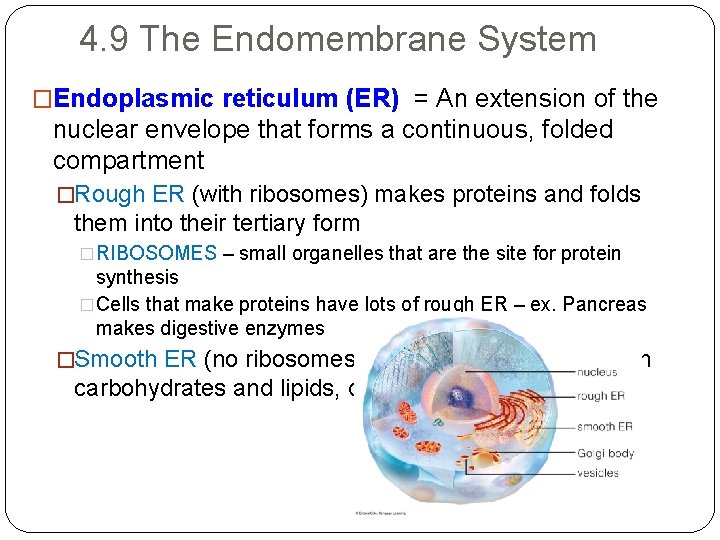 4. 9 The Endomembrane System �Endoplasmic reticulum (ER) = An extension of the nuclear