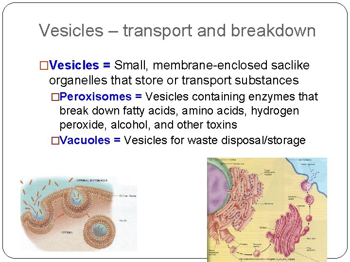 Vesicles – transport and breakdown �Vesicles = Small, membrane-enclosed saclike organelles that store or