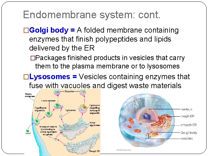Endomembrane system: cont. �Golgi body = A folded membrane containing enzymes that finish polypeptides
