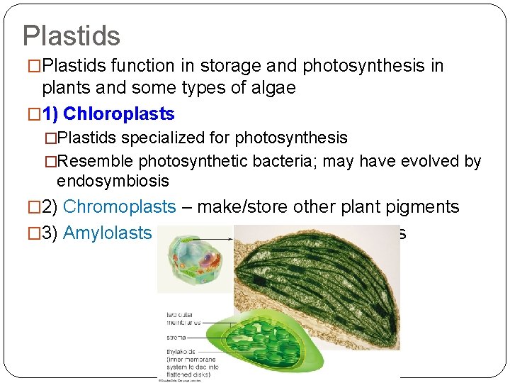 Plastids �Plastids function in storage and photosynthesis in plants and some types of algae