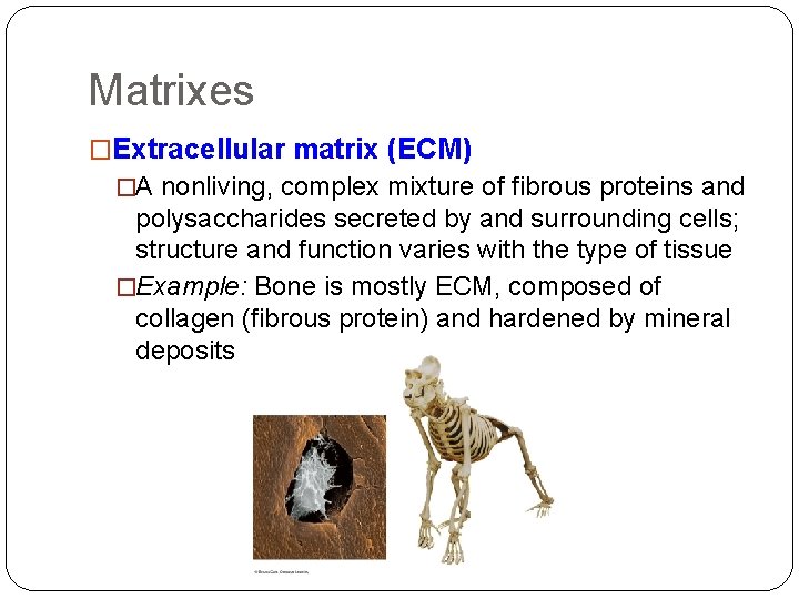 Matrixes �Extracellular matrix (ECM) �A nonliving, complex mixture of fibrous proteins and polysaccharides secreted