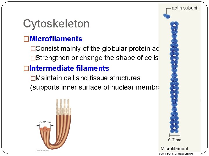 Cytoskeleton �Microfilaments �Consist mainly of the globular protein actin �Strengthen or change the shape