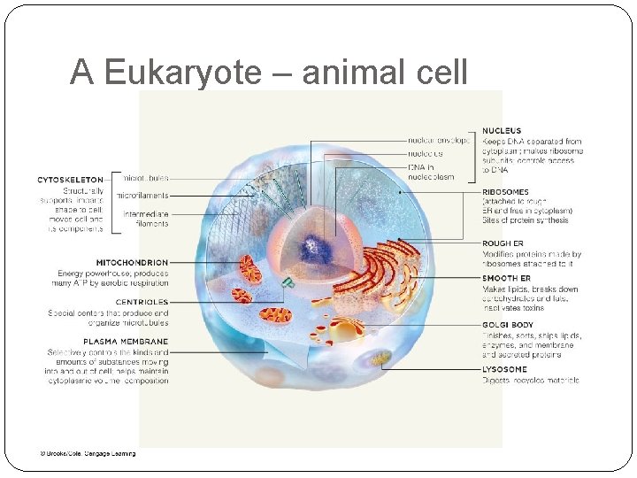 A Eukaryote – animal cell 