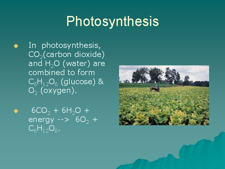 Photosynthesis u In photosynthesis, CO 2(carbon dioxide) and H 2 O (water) are combined
