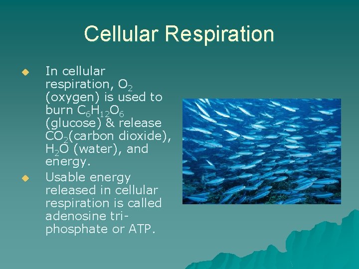 Cellular Respiration u u In cellular respiration, O 2 (oxygen) is used to burn