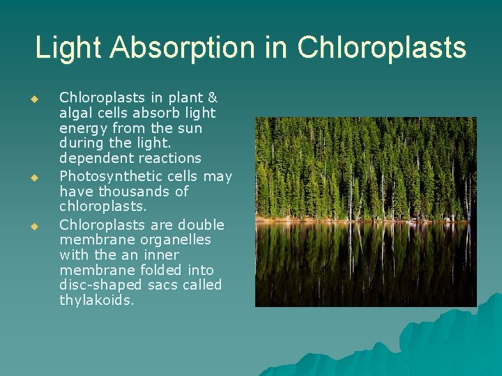 Light Absorption in Chloroplasts u u u Chloroplasts in plant & algal cells absorb