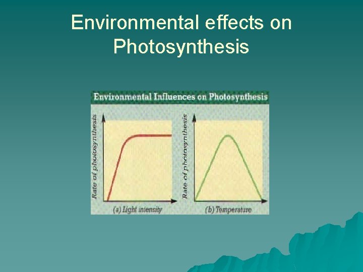 Environmental effects on Photosynthesis 