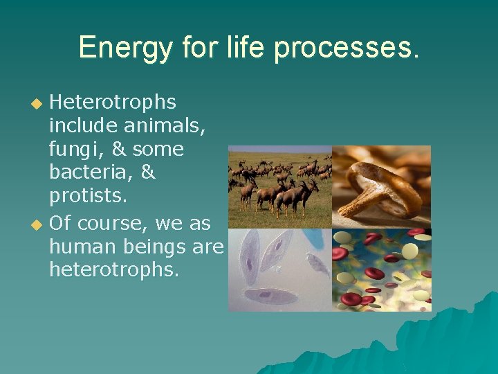 Energy for life processes. Heterotrophs include animals, fungi, & some bacteria, & protists. u
