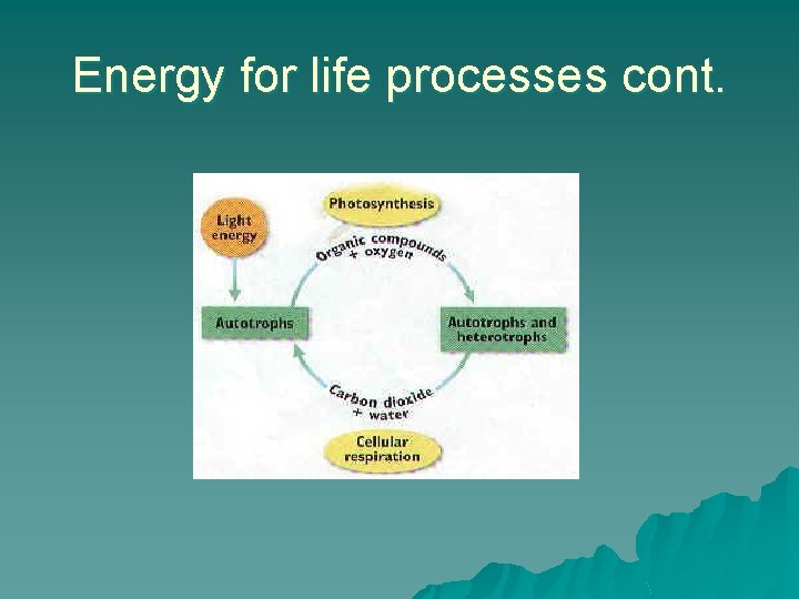 Biochemical Pathways Photosynthesis Cellular Respiration Capturing Energy u