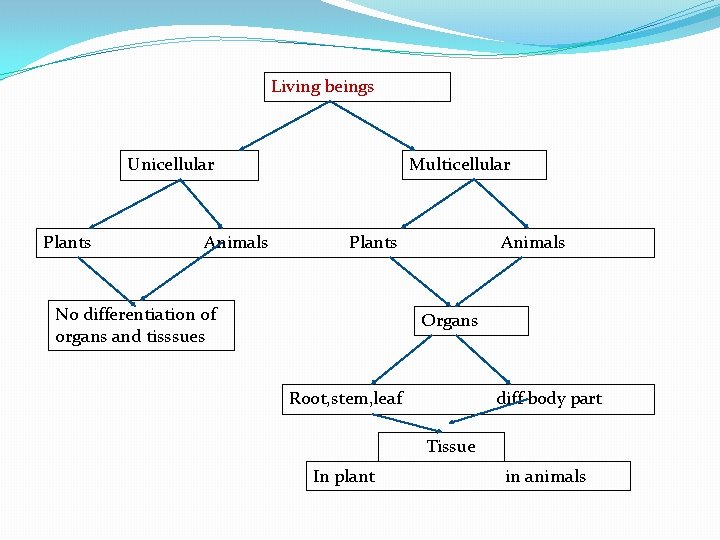 Living beings Unicellular Plants Animals Multicellular Plants No differentiation of organs and tisssues Animals