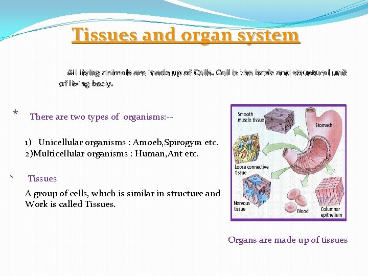 Tissues and organ system All living animals are made up of Cells. Cell is