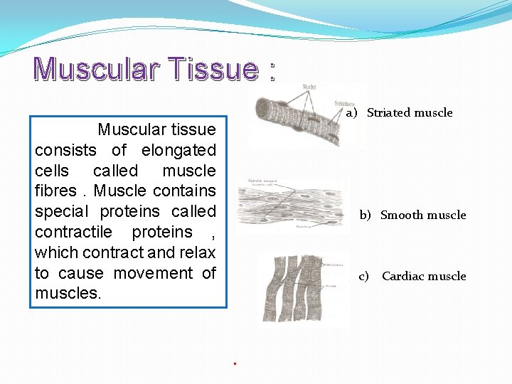 Muscular Tissue : a) Striated muscle Muscular tissue consists of elongated cells called muscle