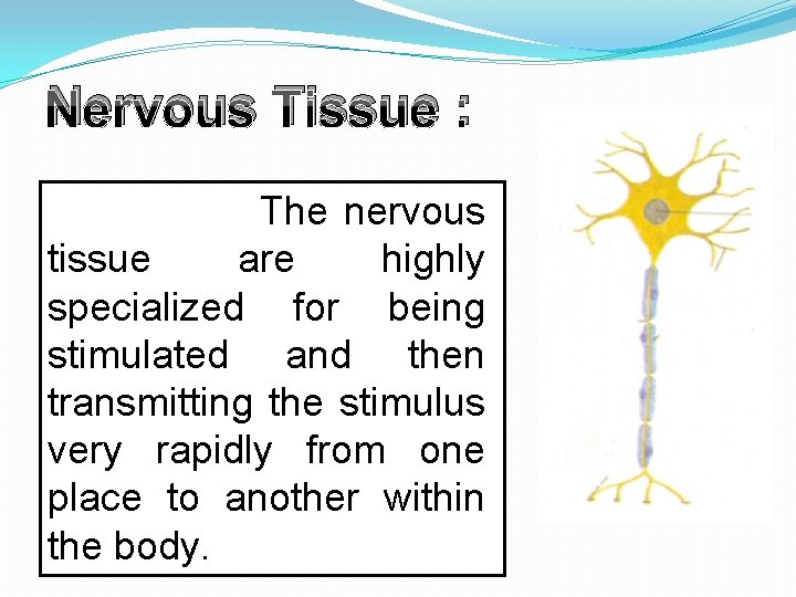 Nervous Tissue : The nervous tissue are highly specialized for being stimulated and then