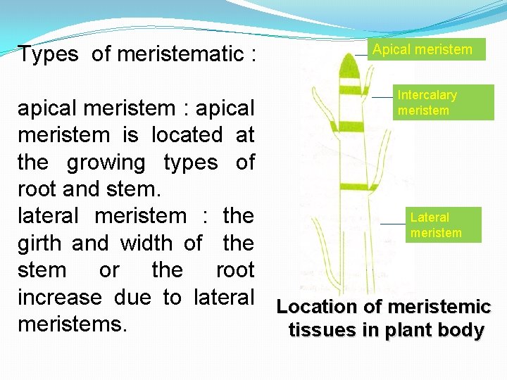Types of meristematic : Apical meristem Intercalary meristem apical meristem : apical meristem is