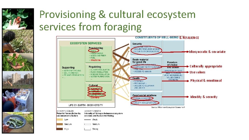 Provisioning & cultural ecosystem services from foraging & RESILIENCE Idiosyncratic & covariate Medicine Culturally