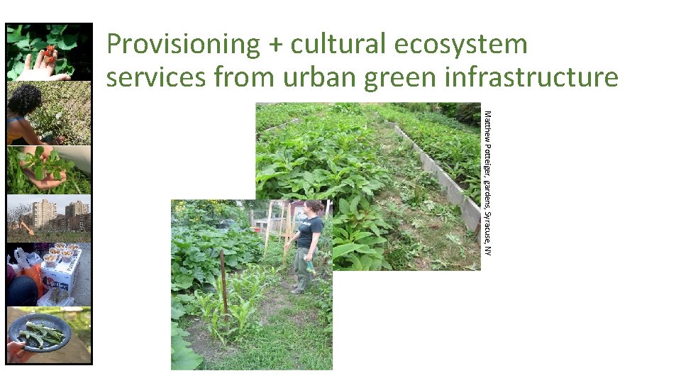 Provisioning + cultural ecosystem services from urban green infrastructure Matthew Potteiger, gardens, Syracuse, NY